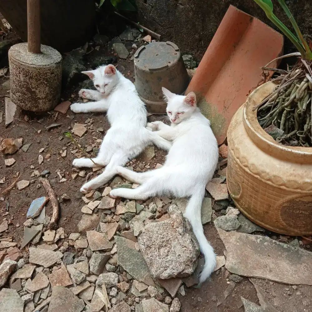 Anak kucing himalaya ada 4 gratis