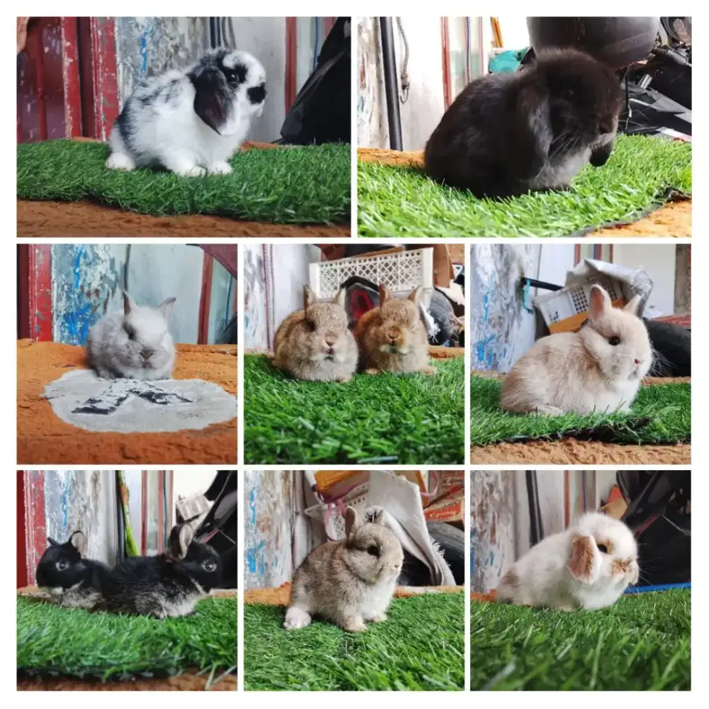 Peternakan kelinci
