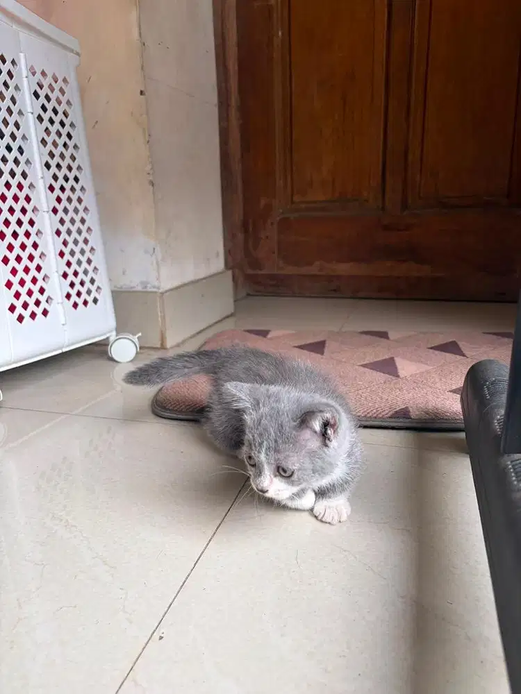 Bsh munchkin betina 2.5 bln