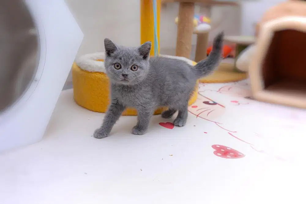 British shorthair Kitten