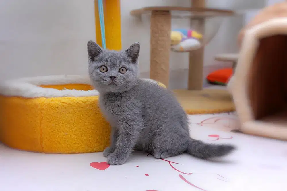 British shorthair Kitten