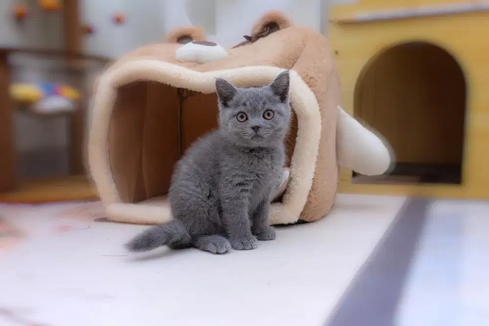 British shorthair Kitten