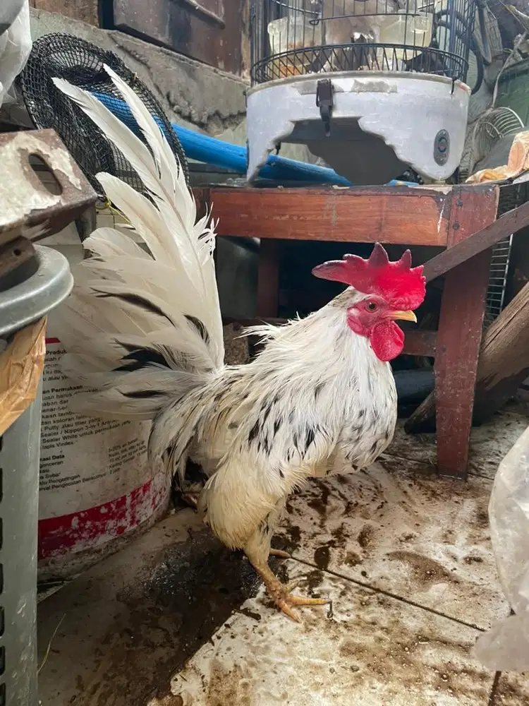 ayam kate sepasang