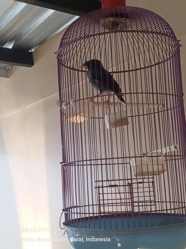 Burung jalak fullset