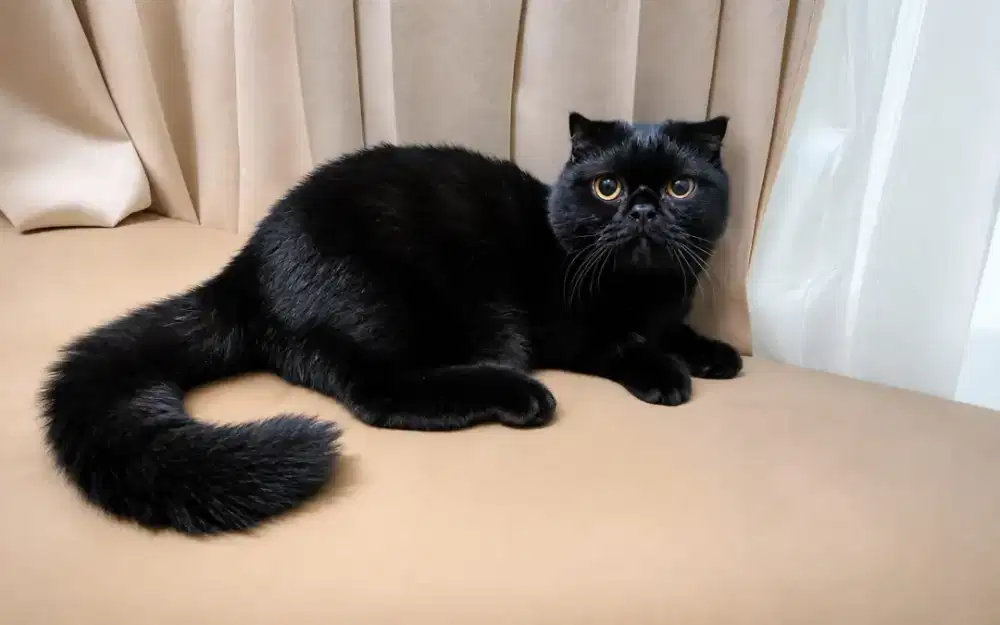 Kucing Munchkin Gaelic Fold