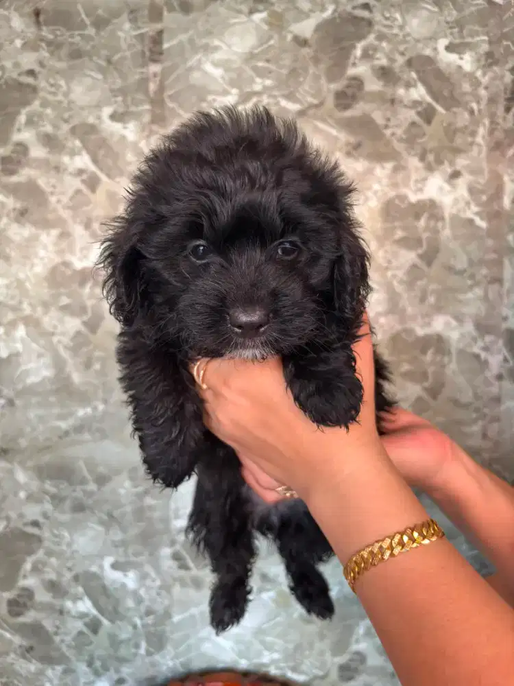 Puppy Mix Poodle & Shitzhu