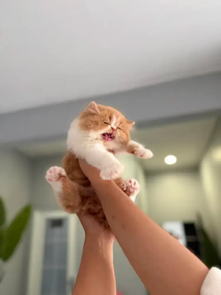 Lepas Adopsi Persia