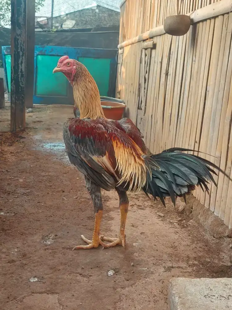 Ayam Bangkok pamangon