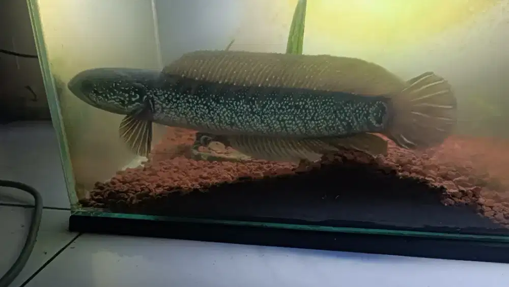 ikan channa asiatica batik