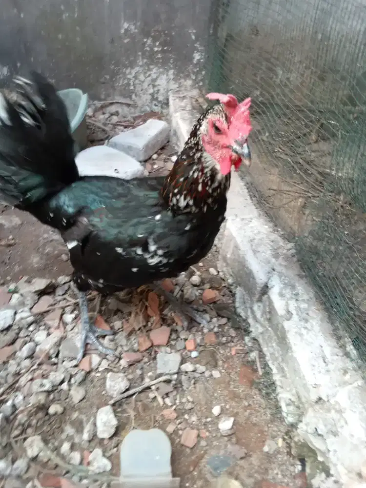 Jual ayam pelung