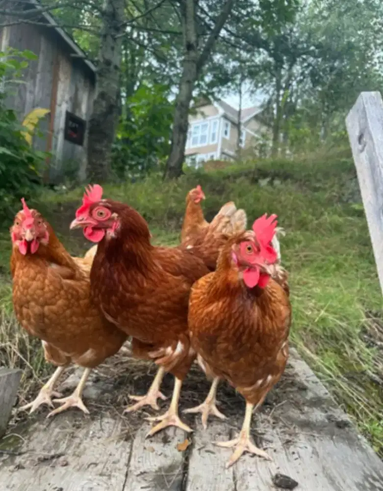 Ayam petelur siap produksi