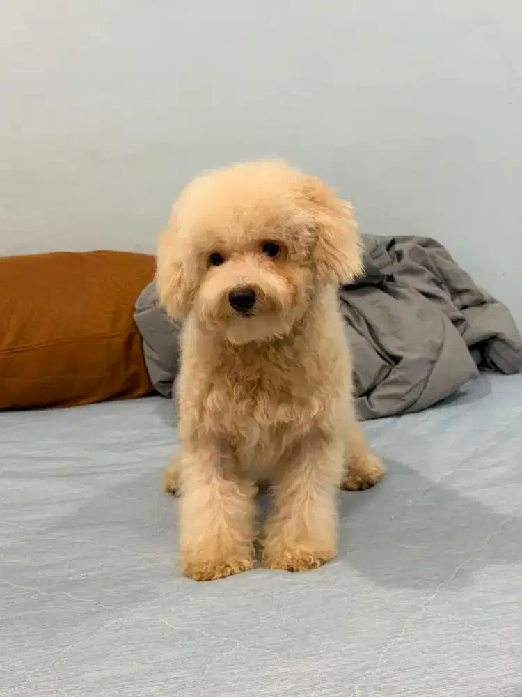 Poodle Betina None Stbm