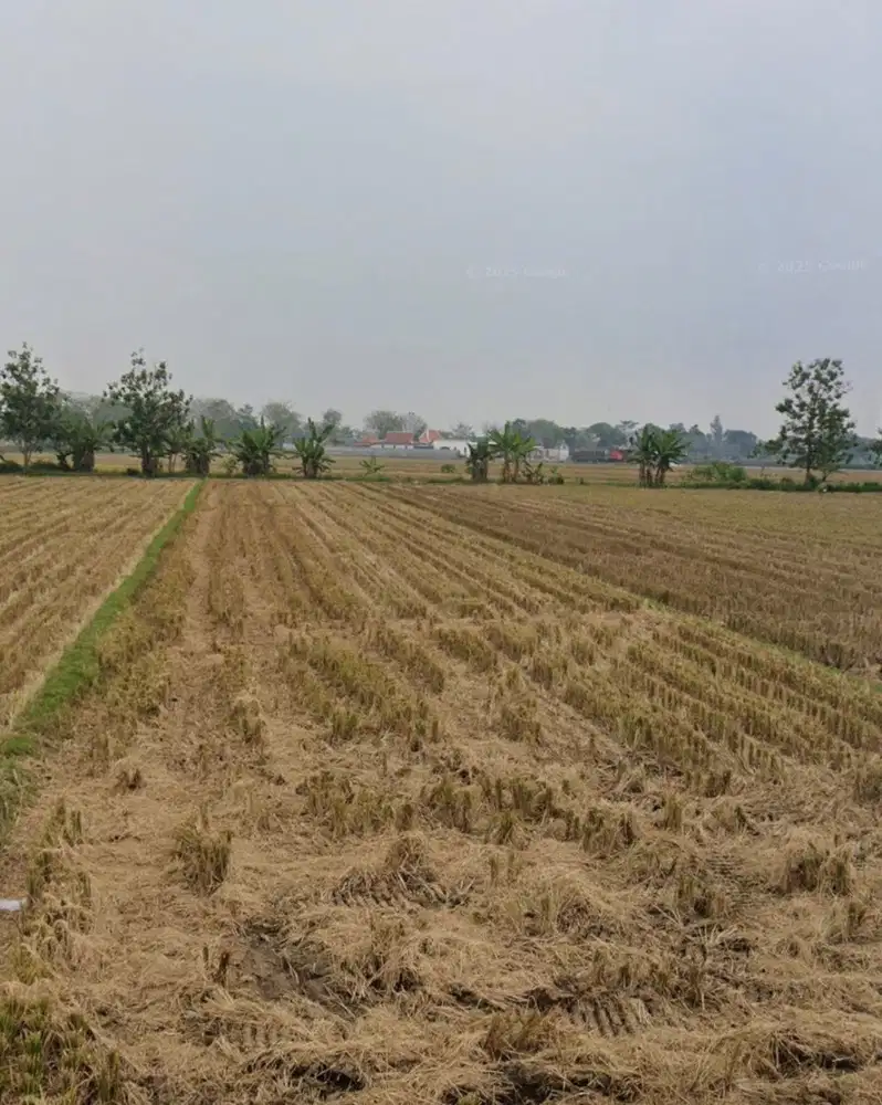 Dijual Tanah Persawahan Pandeyan Tasikmadu