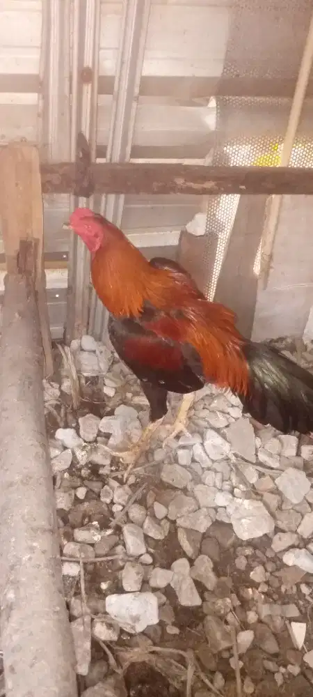 Jual ayam Bangkok blasteran BK klasik & pakoy