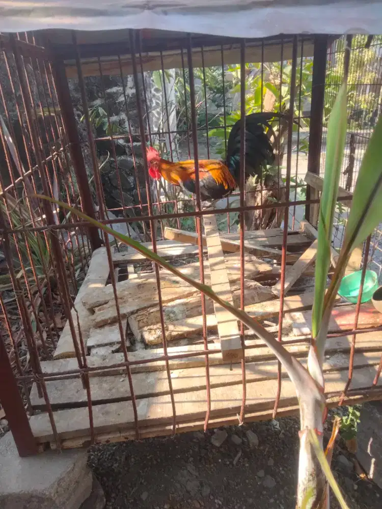 jual ayam ketawa rajin kokok