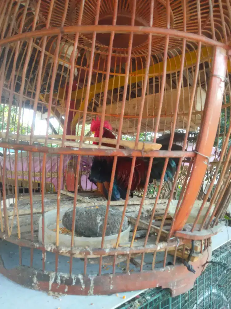 ayam kate jantan bagus