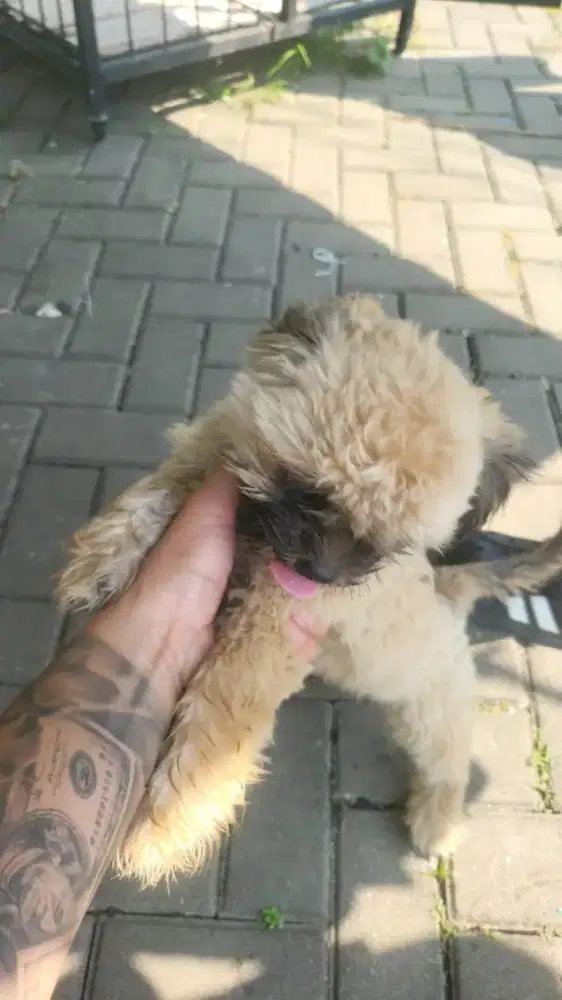 SHIH TZU MIX CHIUA HUA