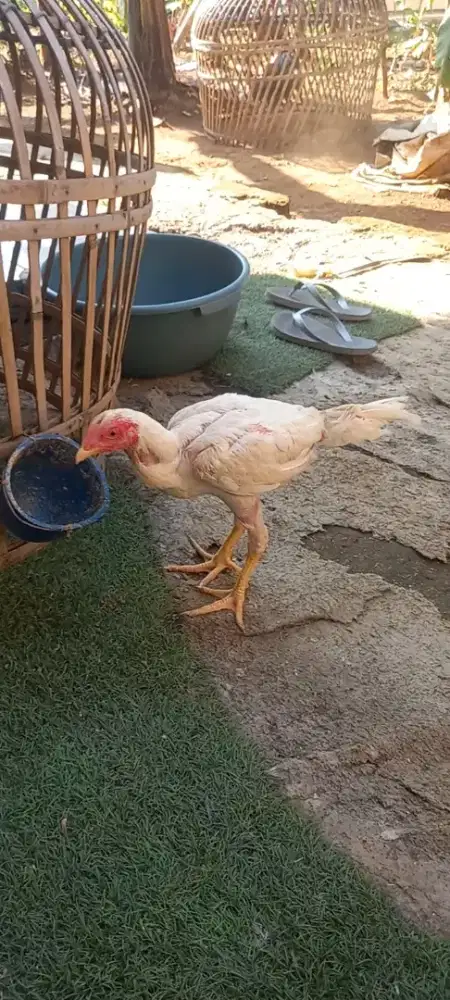 Ayam pakhoy x blood line