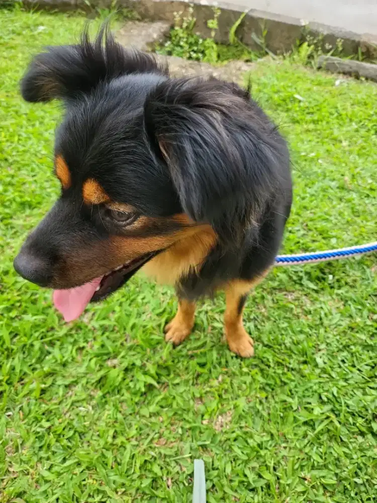ROTTWILLER MIX GOLDEN