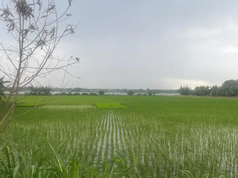 Dijual Tanah Luas 5.963 M² Sepatan Tangerang – Harga Rp800 Ribu/M² Nego