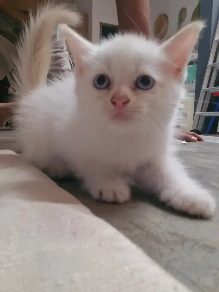 Kucing Persia Short Hair Putih