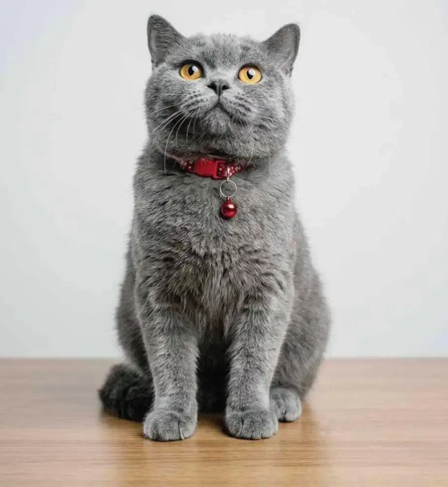 Kucing british shorthair bsh british short hair ped