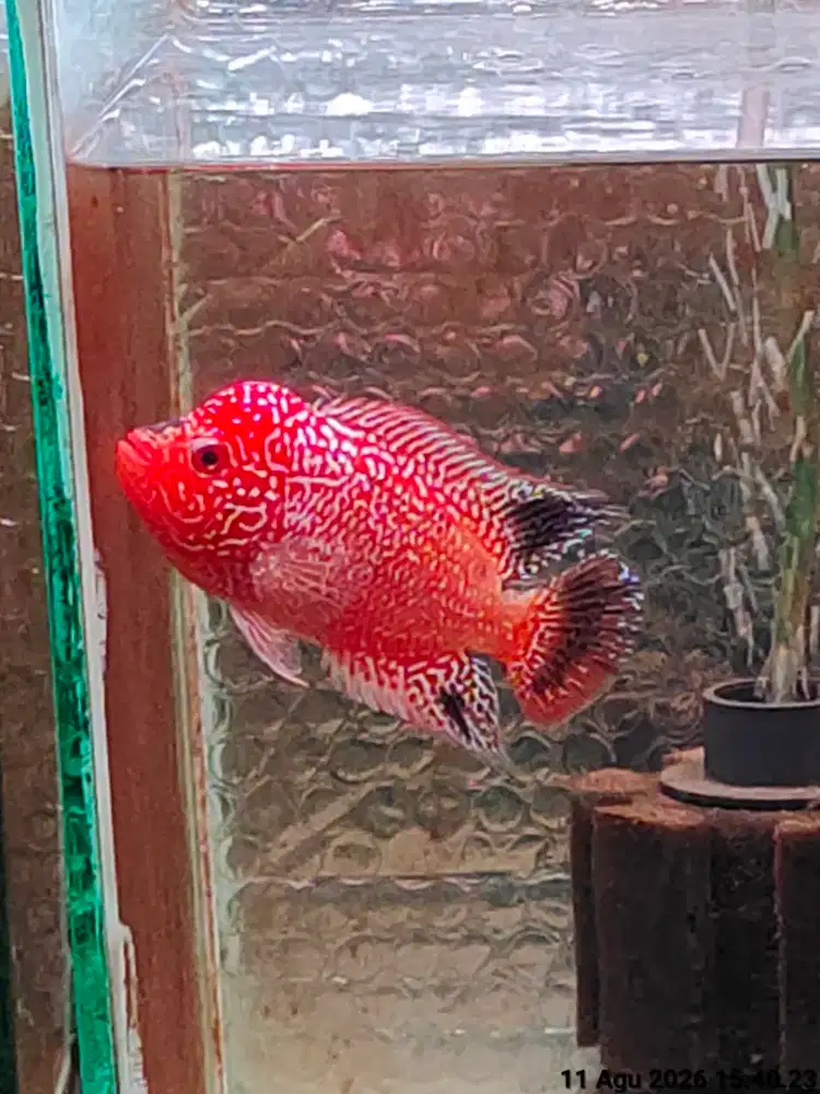 ikan lohan gb cencu 8cm crossface mutiara full merah merona