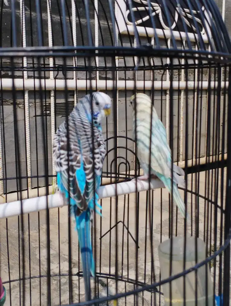 Burung Parkit sepasang dijual