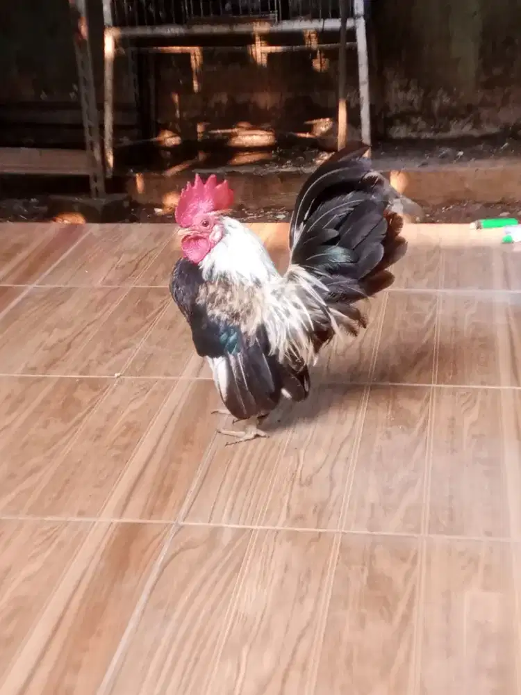 Ayam Kate sepasang + anak 1