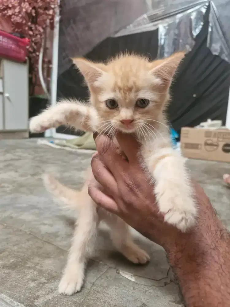 Kucing Persia Short Hair Oren