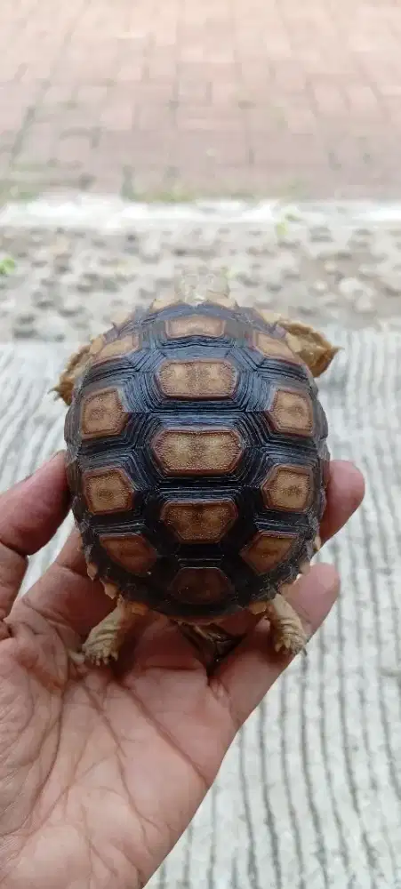 MAINAN KURA KURA SULCATA TANPA BATERAI