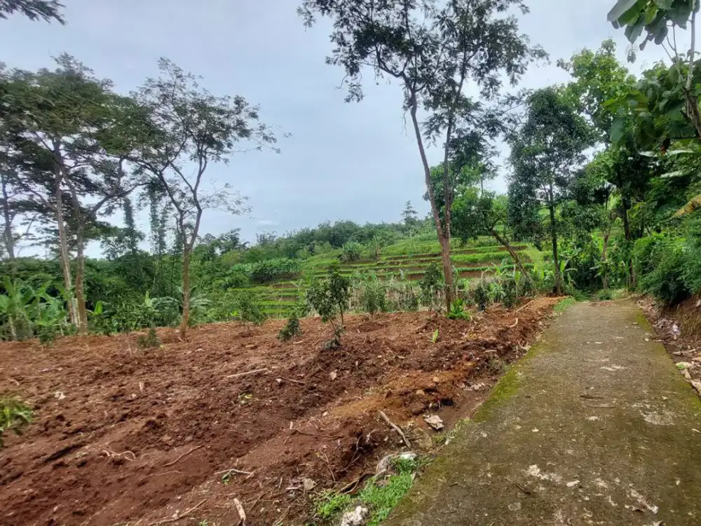 Tanah pekarangan murah ex kandang ayam bonus kebun Alpulkat