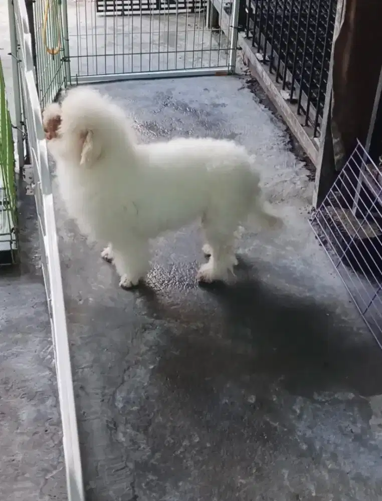 Bichon frise betina muda ,bulu halus