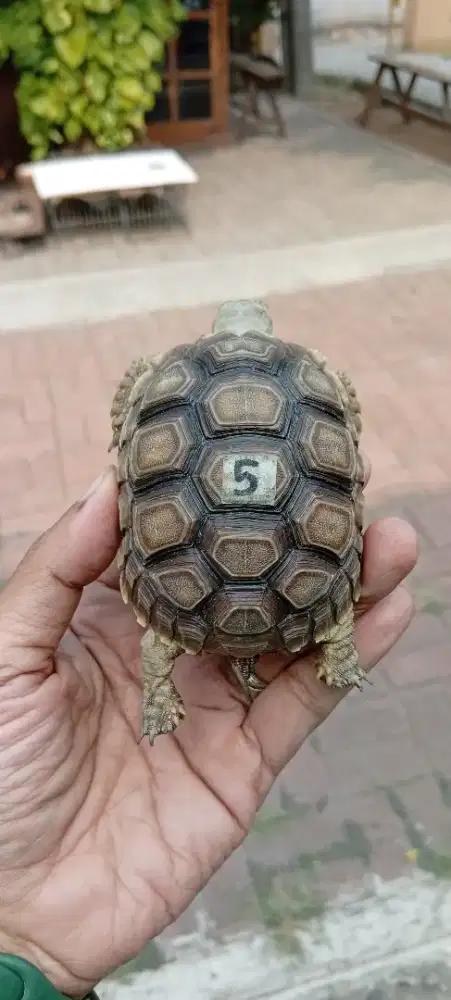MAINAN KURA KURA SULCATA GELAP MELANISTIK