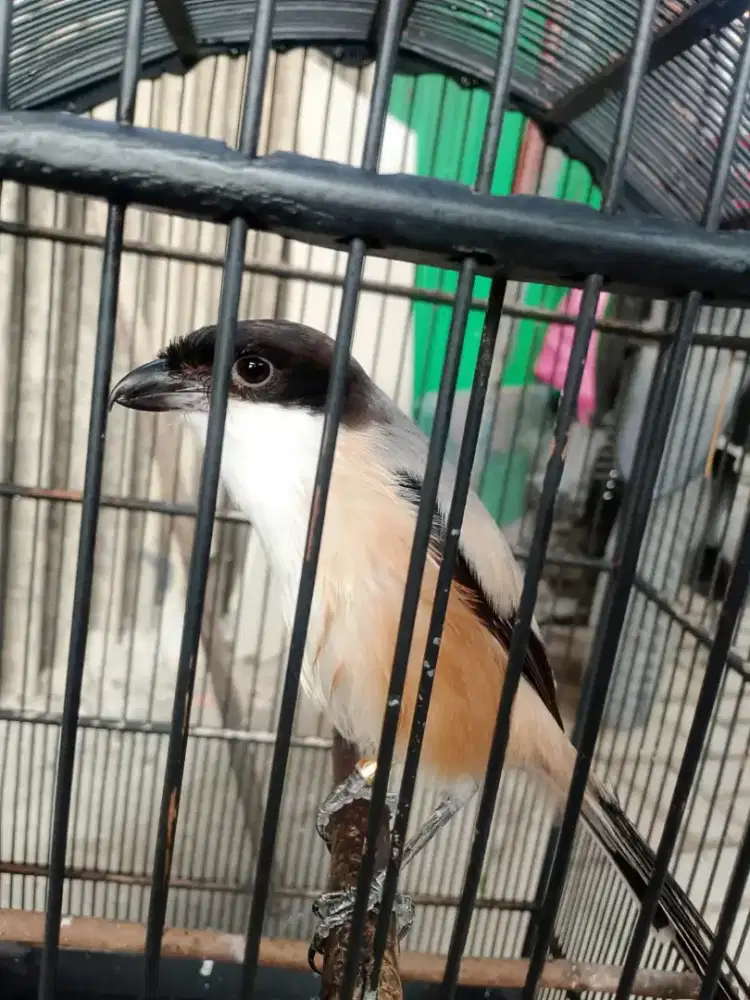 Burung cendet Madura asli