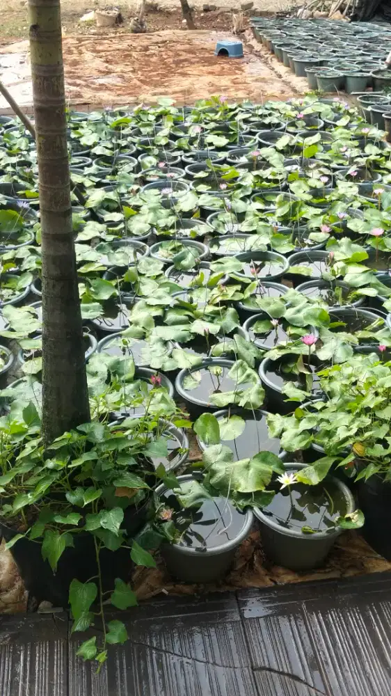 Menerima pembuatan taman dan menyediakan tanaman hias