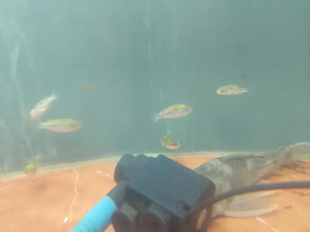 Ikan buntal hijau
