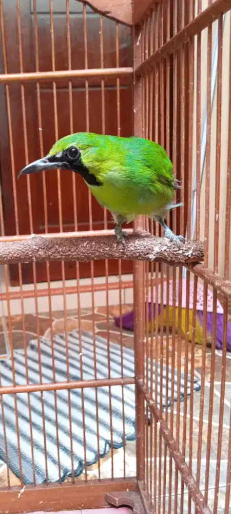 Dijual burung body medium  mulus klimis