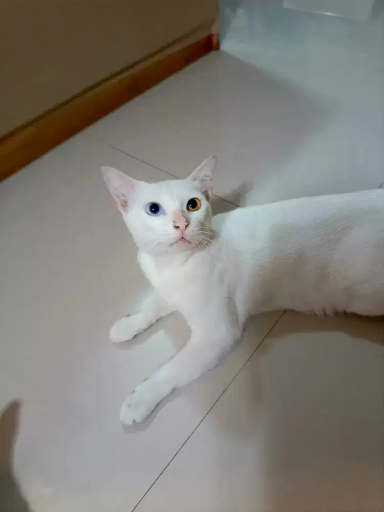 KUCING PUTIH SALJU ODD EYE