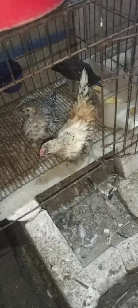 Ayam Kate anakan