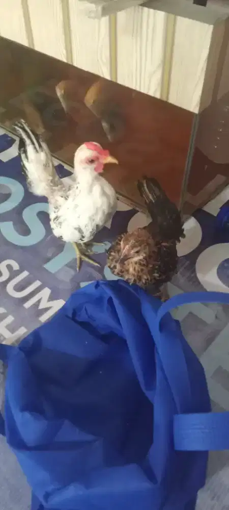 Ayam Kate anakan
