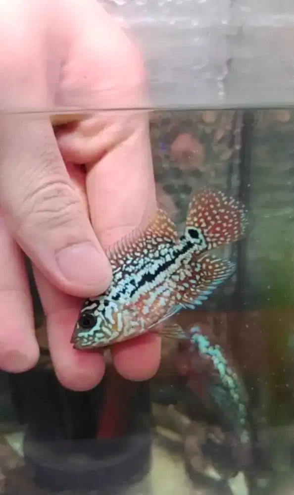 ikan lohan kamfa f2 vietnam 4cm full mutiara full marking cakep