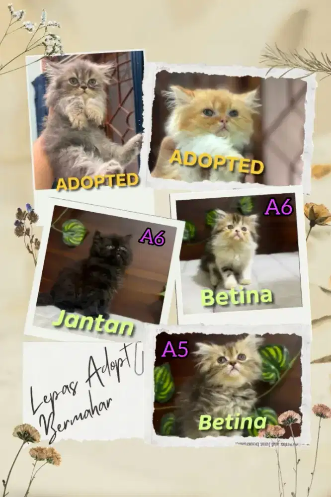 KITTEN PERSIA UNYU UNYU