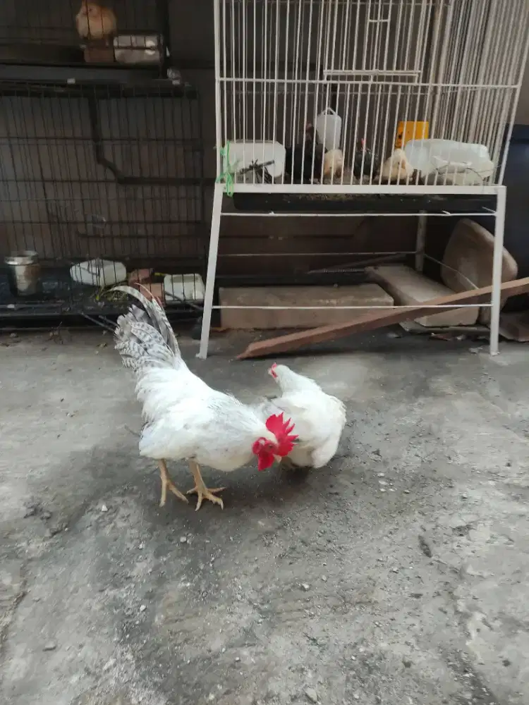 Dijual ayam Kate sejodoh warna putih mutiara
