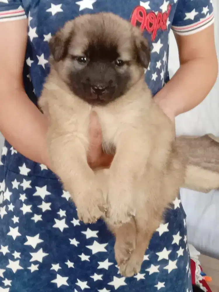 Anakan anjing Belgian mix herder