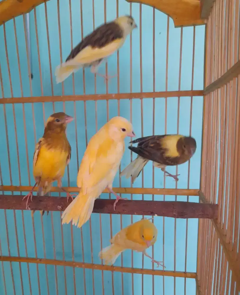 Burung anakan kenari