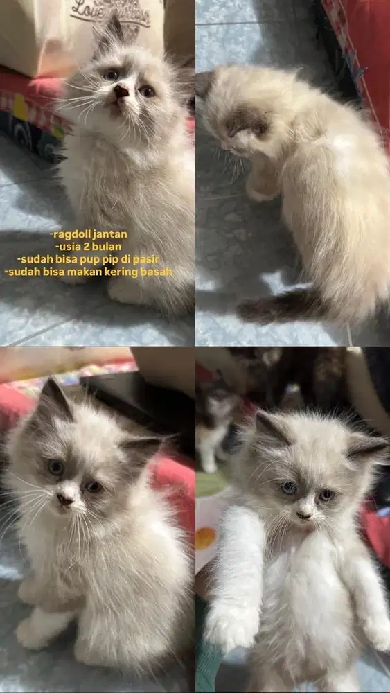 kucing persia dan ragdoll, beli sepasang saya kasi lebih murah