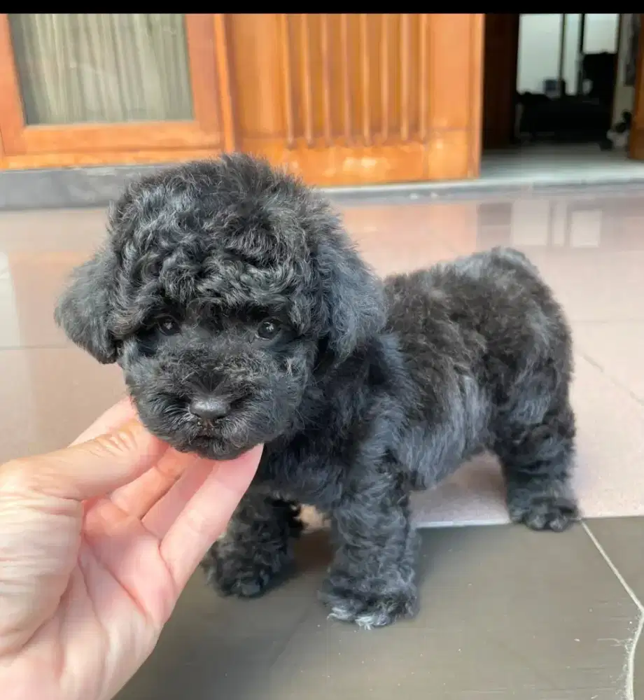 Tiny poodle Jantan Black