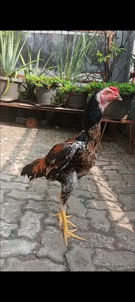 Ayam Bangkok Shamo Muda