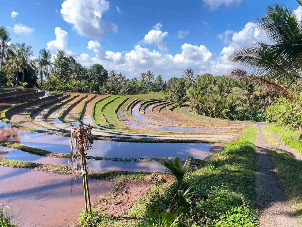 jual tanah kebun view sawah dan lembah indah di selemadeg timur tabanan bali.